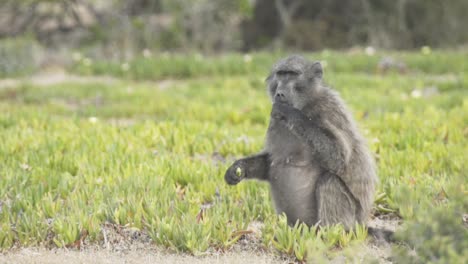 Wide-shot-of-baboon-eating-in-field