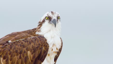 Osprey-Sea-Hawk-Drehen-Kopf-Nah-An-Bewölkten-Tag