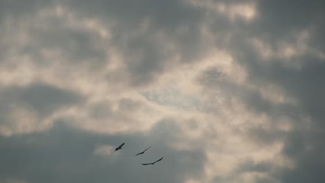 silhueta de bandada de pájaros negros volando bajo un cielo nublado al anochecer