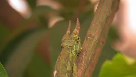 a horned lizard crawls up a branch rolling its eye to look around