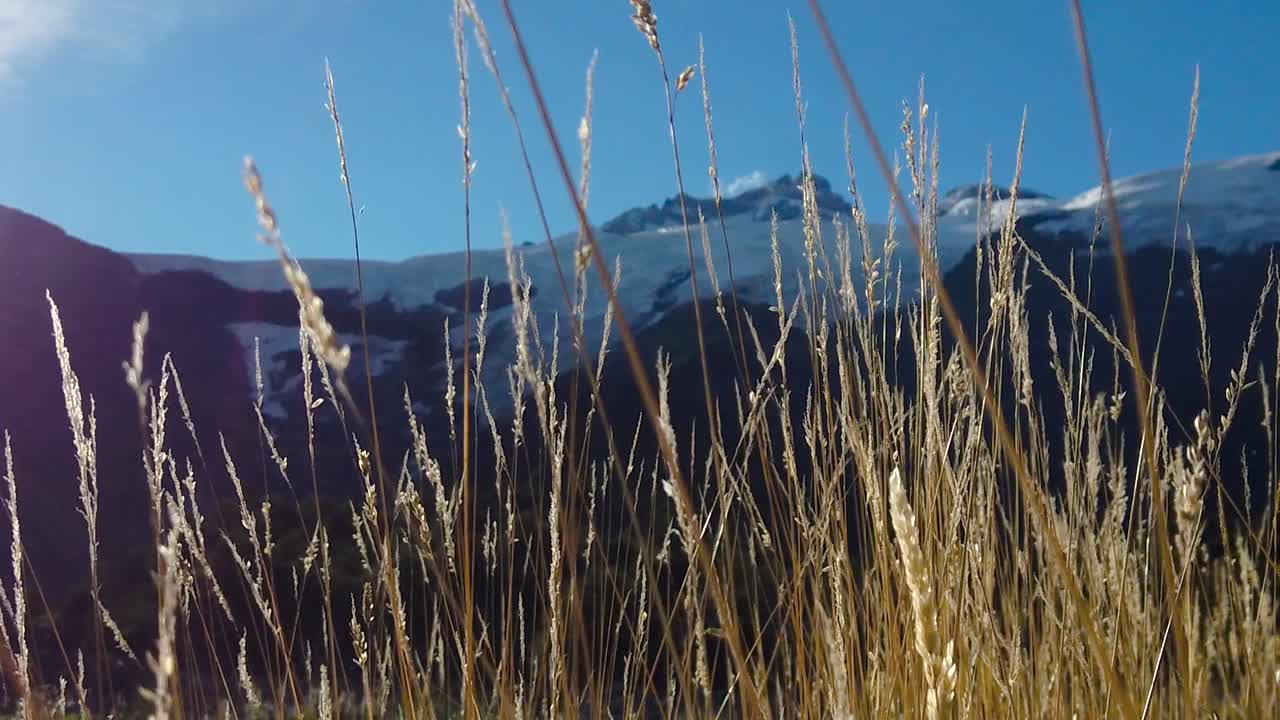 배경에 산이 있는 옥수수 밭의 클로즈업 샷, 마운트 트로나도르의 파타고니아 초원