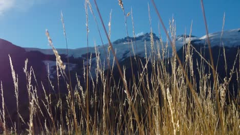 primer plano de un campo de maíz con montañas en el fondo, pradera patagónica en el monte tronador