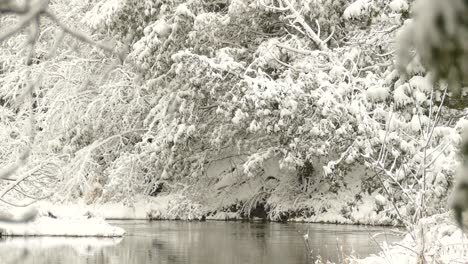 Corriente-Lenta-De-Un-Pequeño-Río-Rodeado-De-Ramas-De-árboles-Verdes-Que-Se-Mueven-Lentamente-Cubiertas-De-Nieve-Blanca-En-El-Parque-Algonquin