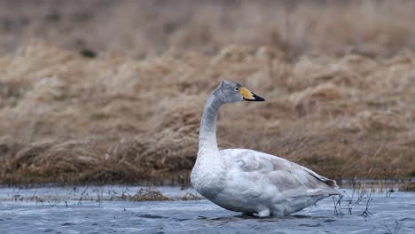 whooper swans during spring migration resting in dry grass flooded meadow puddle