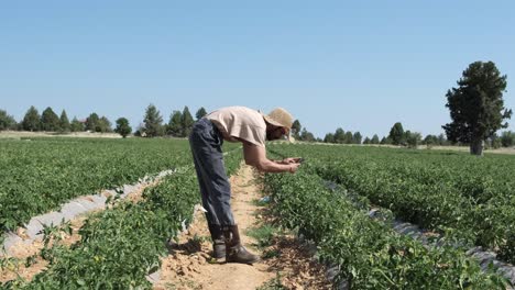 man tomato sapling