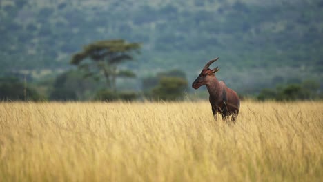 topi de pie solo en las llanuras abiertas de áfrica el desierto de la naturaleza, la vida silvestre africana en la reserva nacional de maasai mara, kenia, áfrica animales de safari en la reserva de masai mara norte