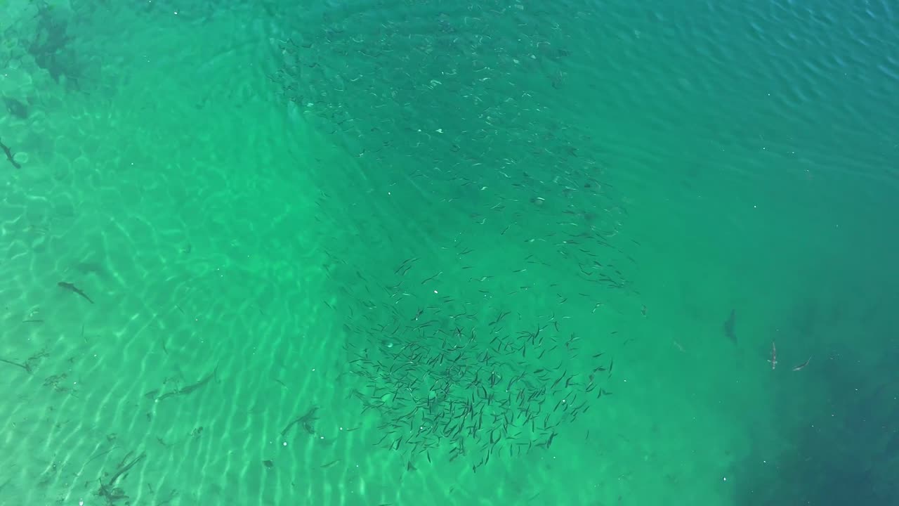 рыбный шар с высоты птицы на мелководье в британской колумбии, канада