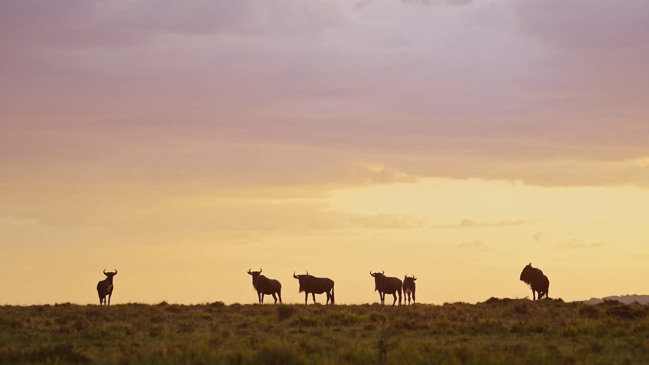 animales de safari africanos, manada de ñus caminando las llanuras de la sabana bajo un gran dramático hermoso atardecer naranja nubes tormentosas y cielo en masai mara, kenia, áfrica, masai mara vida silvestre