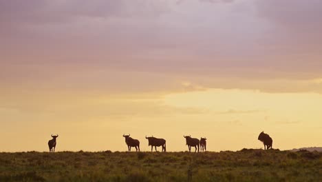 animales de safari africanos, manada de ñus caminando las llanuras de la sabana bajo un gran dramático hermoso atardecer naranja nubes tormentosas y cielo en masai mara, kenia, áfrica, masai mara vida silvestre