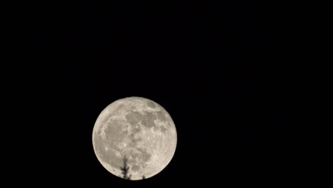full moon rising time lapse with pine tree silhouette okinawa japan