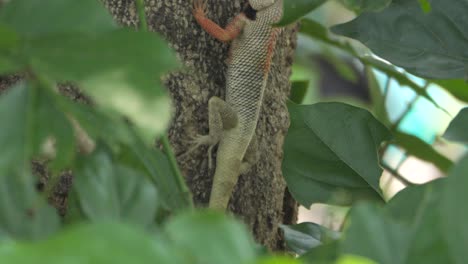 indian garden lizard on tree