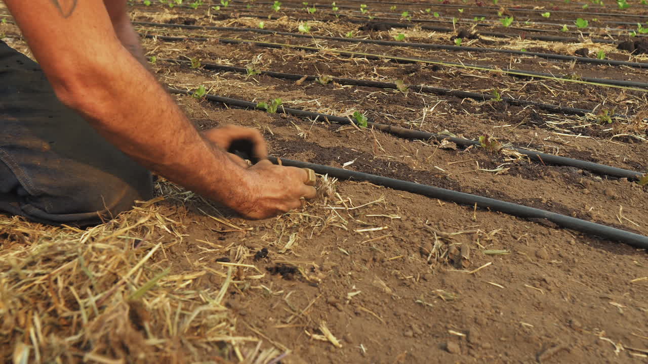 manos de hombre áspero plantando pequeños vegetales verdes para bebés en un parche de tierra