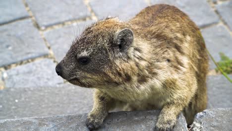 dassie alias rock hyrax는 거리에서 식물을 먹고 도망칩니다, 아프리카