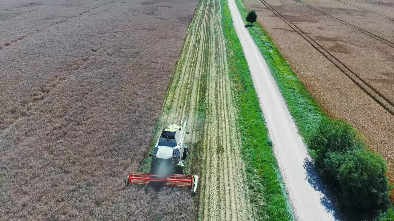 필드에 잘 익은 유채 콩으로 강간을 타작하는 수확기