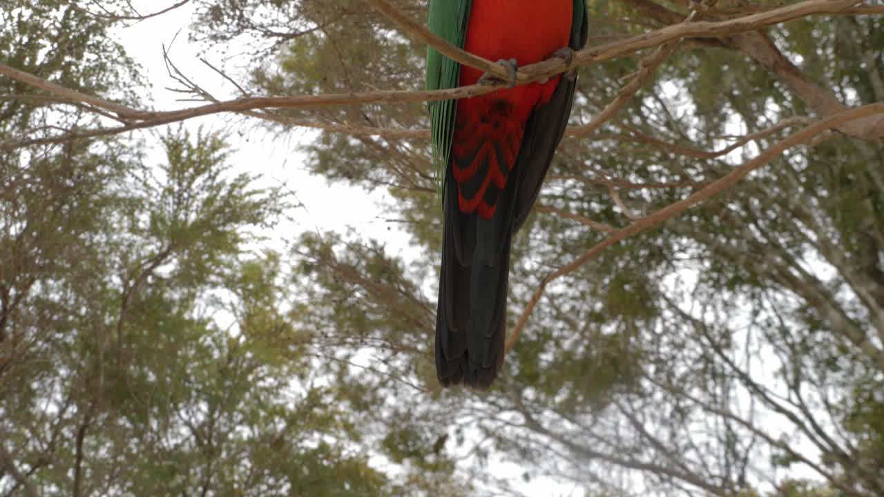 Australian King Parrot Sitting On A Tree Branch - Alisterus Scapularis In Queensland, Australia - low angle, tilt-up