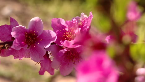 pink peach blossoms in springtime