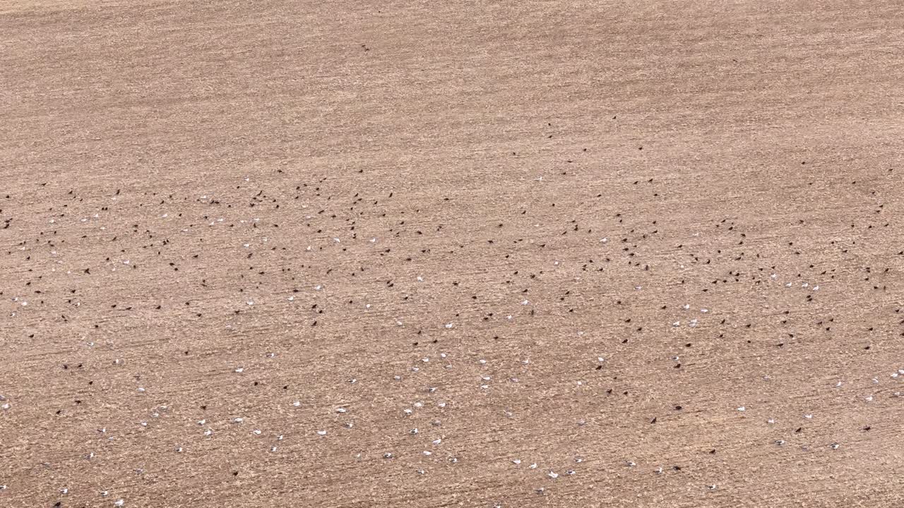 황금색으로 은 경작 된 초원에서 음식을 찾는 큰 새 무리 위의 공중 풍경
