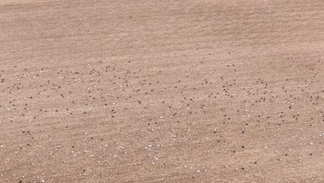 vista aérea sobre una gran bandada de aves que se alimentan en el prado cultivado arado dorado