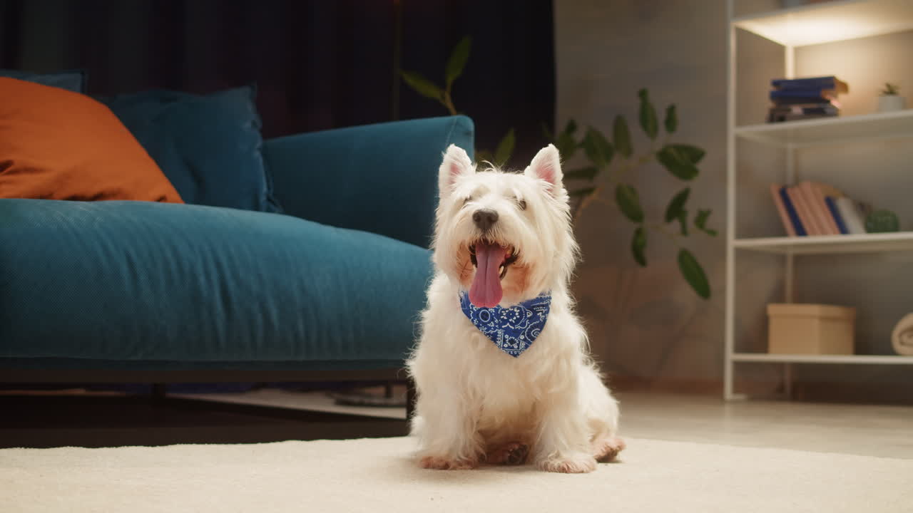 A cute West Highland White Terrier dog sits on a rug in a cozy living room