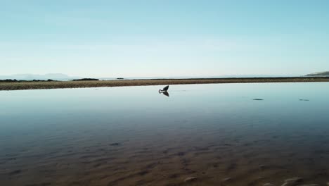 Ein-Schwan,-Der-Isoliert-An-Einem-Strand-Steht-Und-Geht