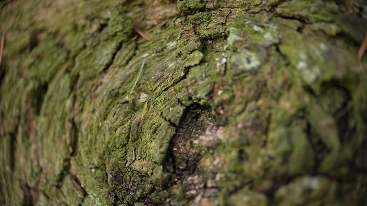 古びた樹皮に生える青々とした苔