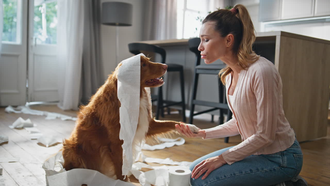 Adorable dog licking owner having fun in apartment. Pet wrapped in toilet paper