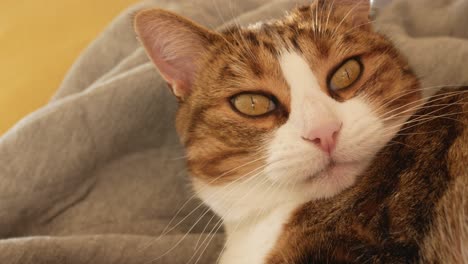 domestic sleepy cat staring the camera on the couch