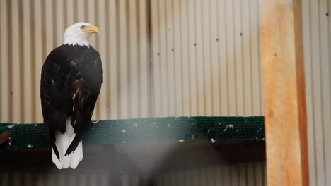 bald eagle sits and turns head on rail