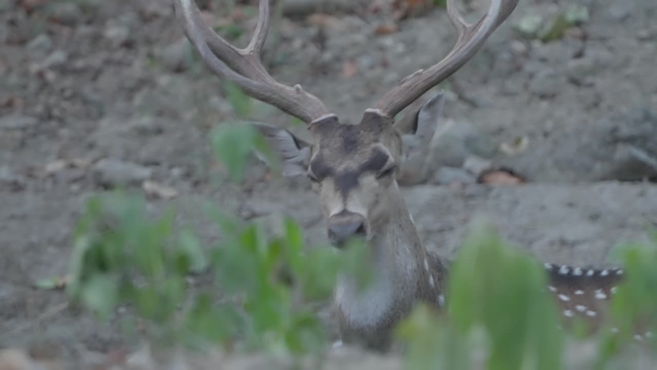 el ciervo manchado macho de cerca