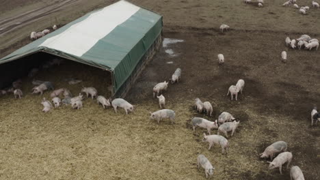 Rising-reveal-of-pig-farm-across-straw-bedding,-muddy-fields-and-buildings