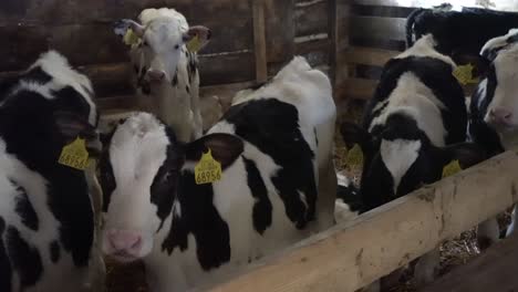 behind the barn doors: glimpse the daily dance of life on a cow farm, where man and animal coexist in a tapestry of green fields and care