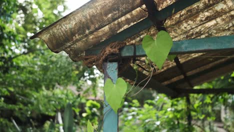 enredadera de hojas en forma de corazón envuelta alrededor de una estructura de cobertizo abierta temporal de mano retroiluminada
