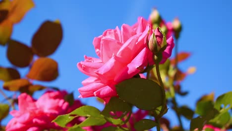 Rote-Oder-Rosa-Blume,-Die-In-Einem-Garten-Sitzt