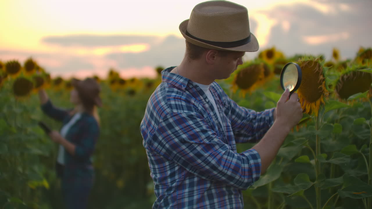 dos agricultores en un campo con girasoles juntos usando lentes de ampliación para estudiar las causas de las enfermedades de las plantas. estudiar las plantas usando una lupa. un grupo de investigadores examina el campo con gira-sol.