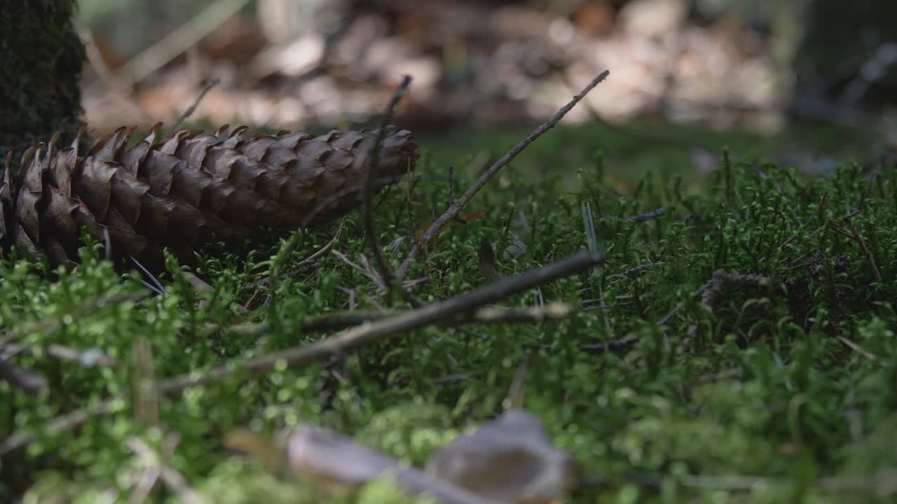 Pine Cone In the Moss Coniferous Forest. Video Dolly Track Right