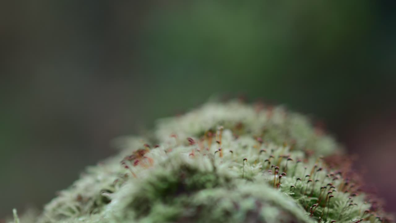 pequeñas plantas y musgo creciendo en el árbol