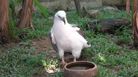 Eagle-in-front-of-water-bowl