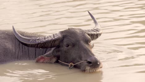 Búfalo-De-Agua-Bañándose-En-Aguas-Turbias