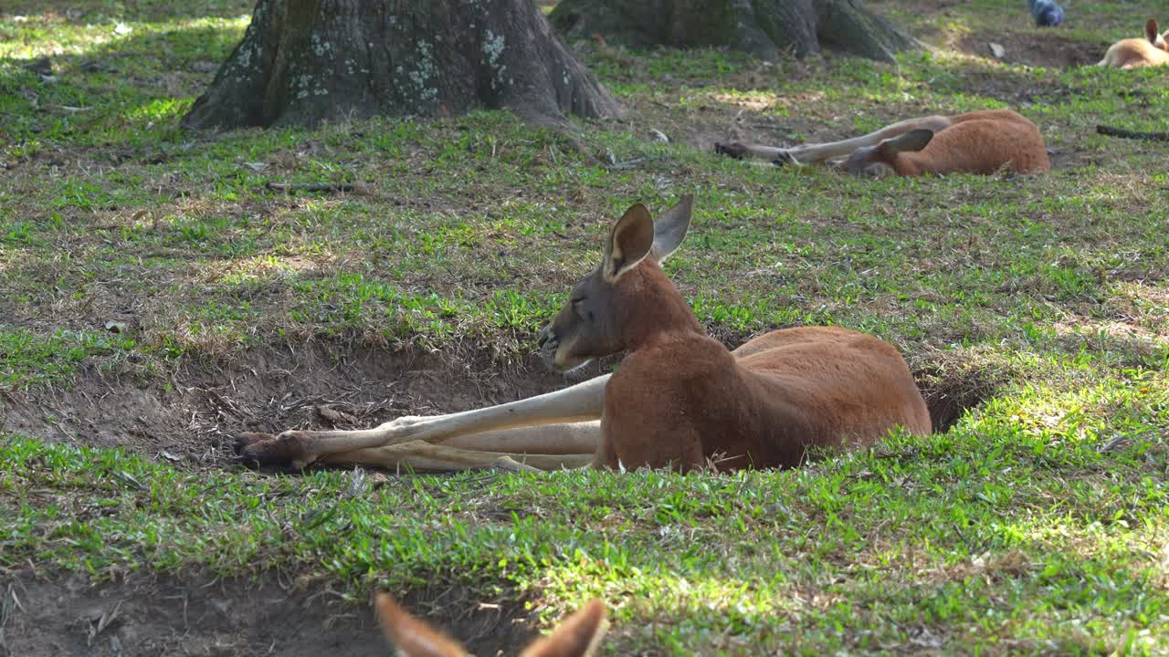 Kangaroos resting in the grass