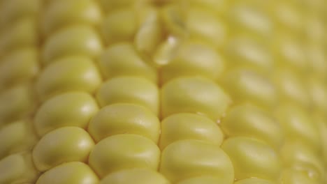 close-up of a corn cob