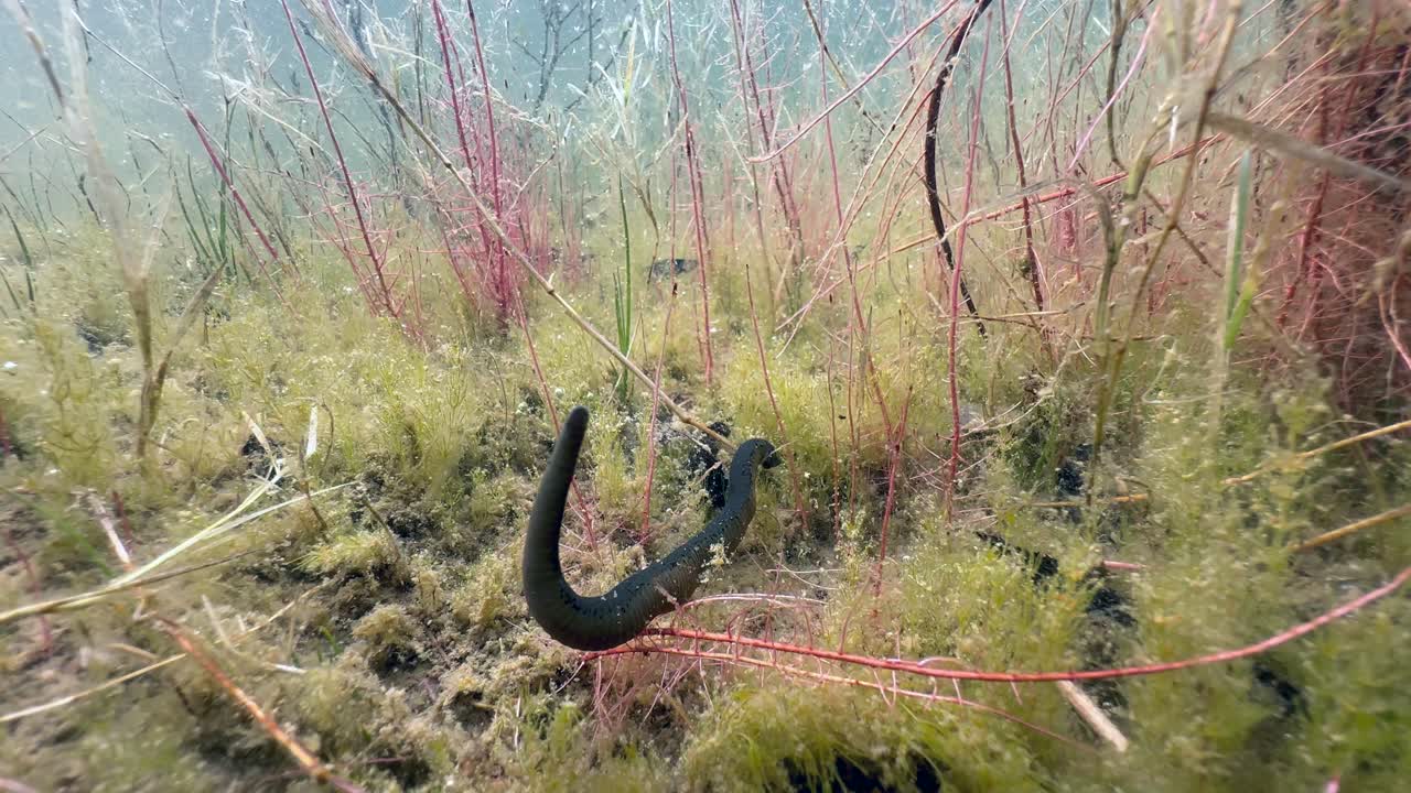 Horse leech (Haemopis sanguisuga) moving at the bottom of a shallow pond, Estonia