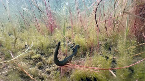 horse leech (haemopis sanguisuga) moving at the bottom of a shallow pond, estonia