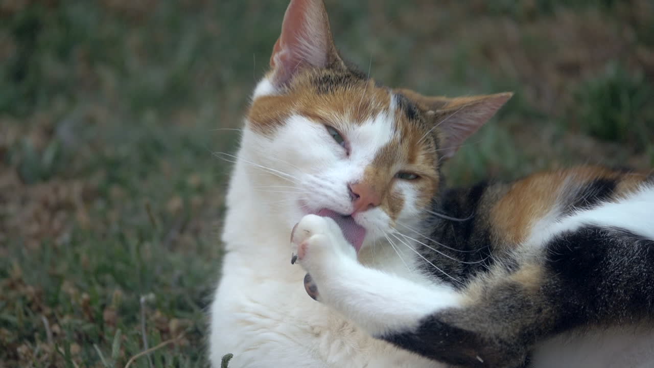Gatto domestico che si pulisce le zampe, SLOW MOTION