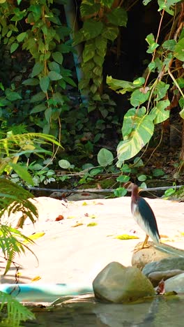 a chinese pond heron stands by a tranquil waterfall in lush greenery, captured in natural lighting in bangkok, thailand