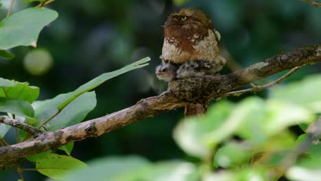 Das-Javanische-Froschmaul-Oder-Horsfields-Froschmaul-Kommt-In-Thailand-Und-Anderen-Asiatischen-Ländern-Vor