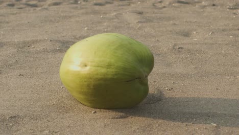 ripe coconut falling from the palm tree into de beach sand