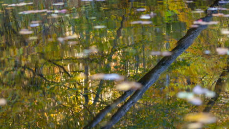 hojas flotando en el estanque rotadas por el viento que sopla