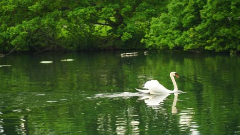 Majestic-white-swan-with-stretched-in-half-wings-cruising-across-a-pond-river-in-forrest-park-with-ducks-staying-at-one-spot-beautiful-reflection-of-water-and-waves-in-magnificent-greenery-environment