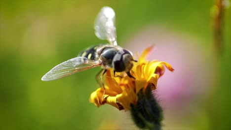 wasp collects nectar from flower crepis alpina slow motion.