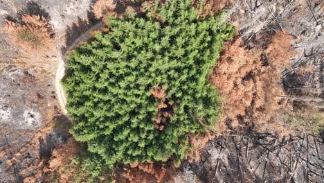 Vogelperspektive-Von-Grünem-Nadelhain-Inmitten-Von-Verbranntem-Wald,-Nachwirkungen-Von-Waldbränden,-Drohnenaufnahme-Von-Oben-Nach-Unten